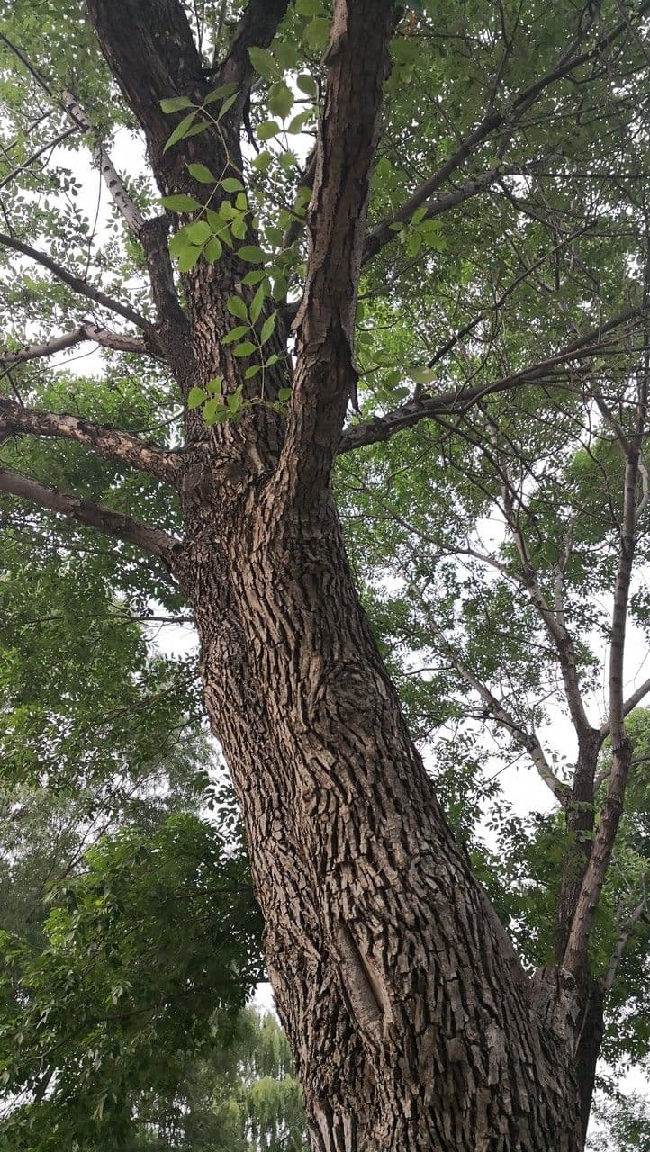Jasan čínský 4