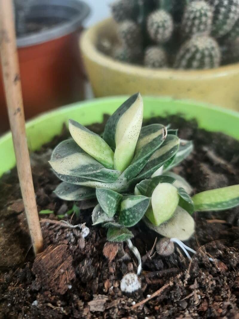 Gasteria 2