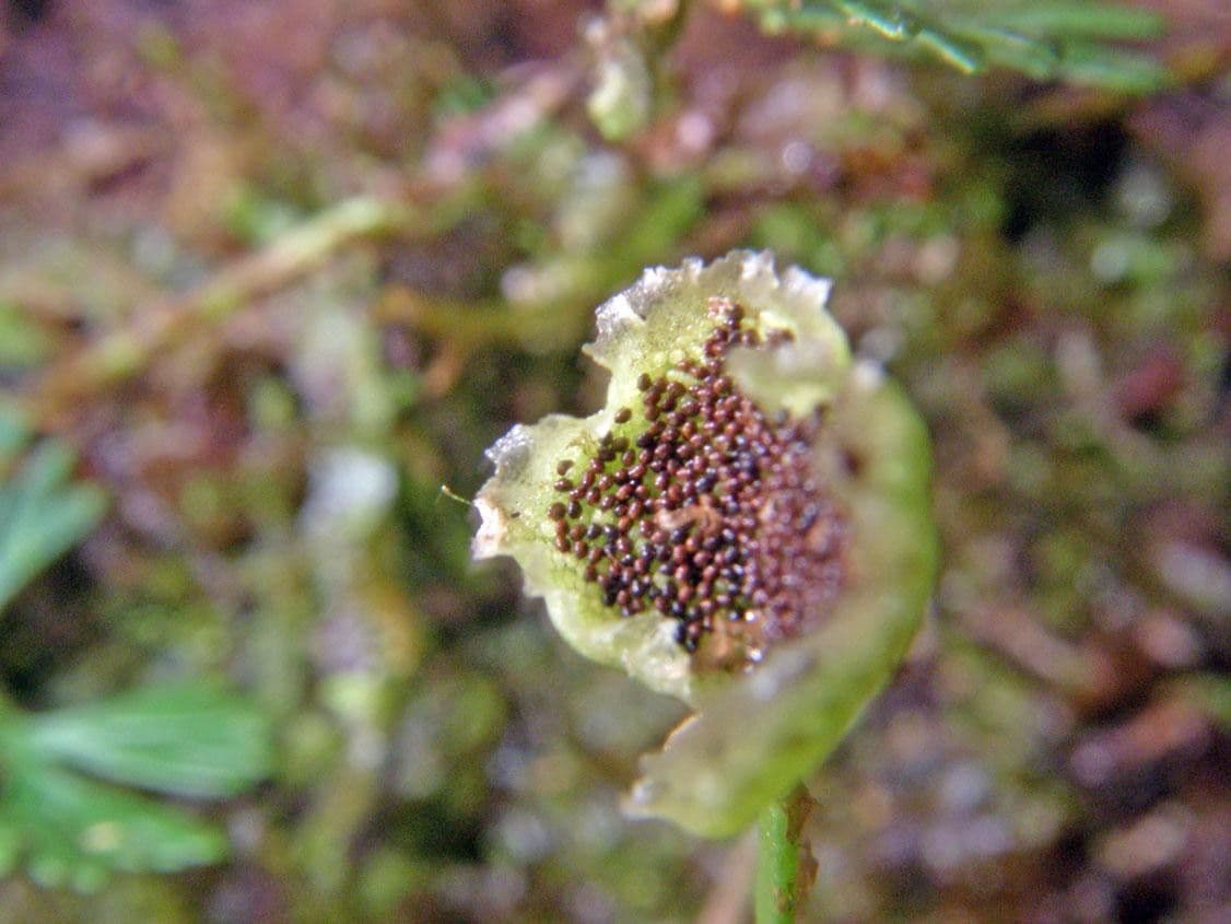 Elaphoglossum peltatum