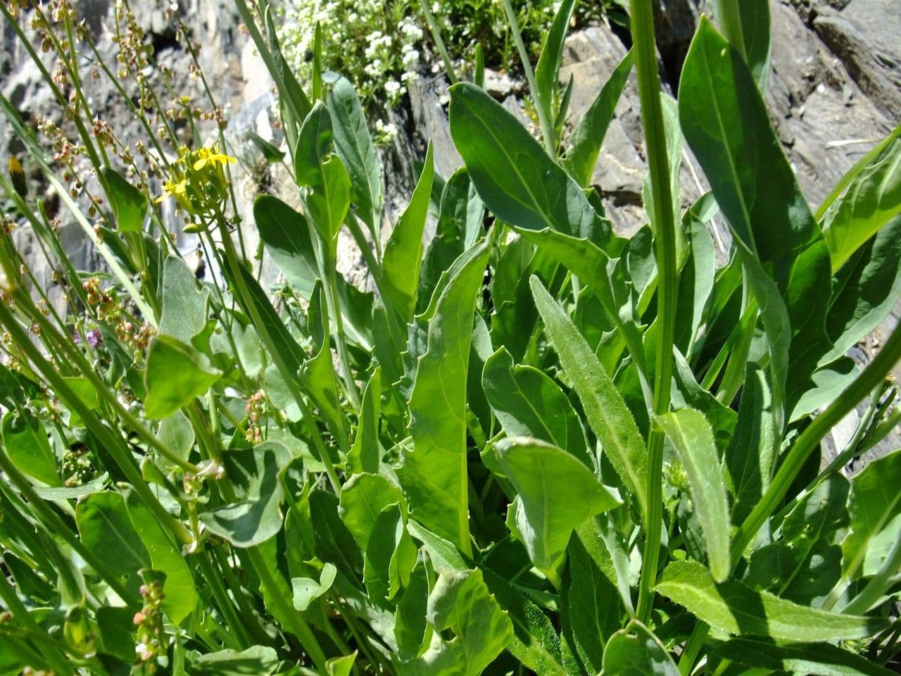 Coincya 22