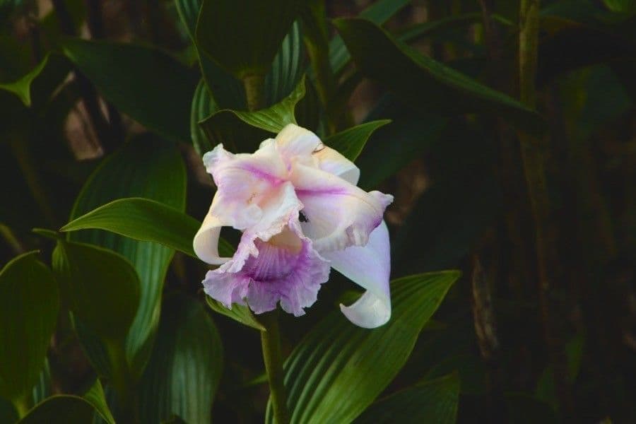 Sobralia 4