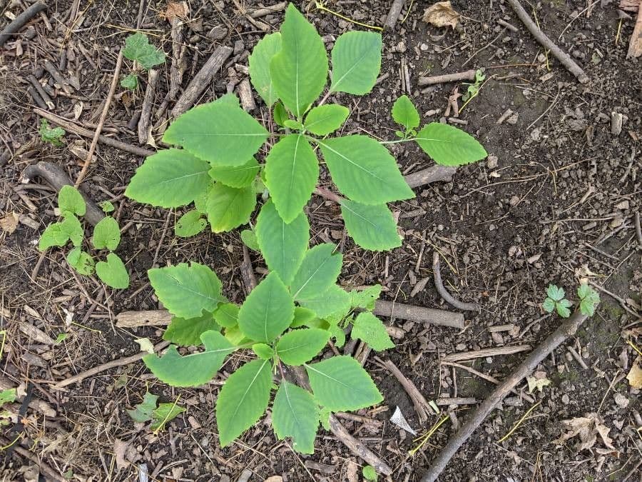 Impatiens pallida 17
