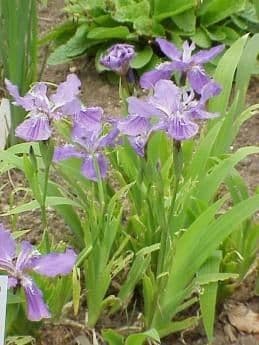 Iris dei tetti 9