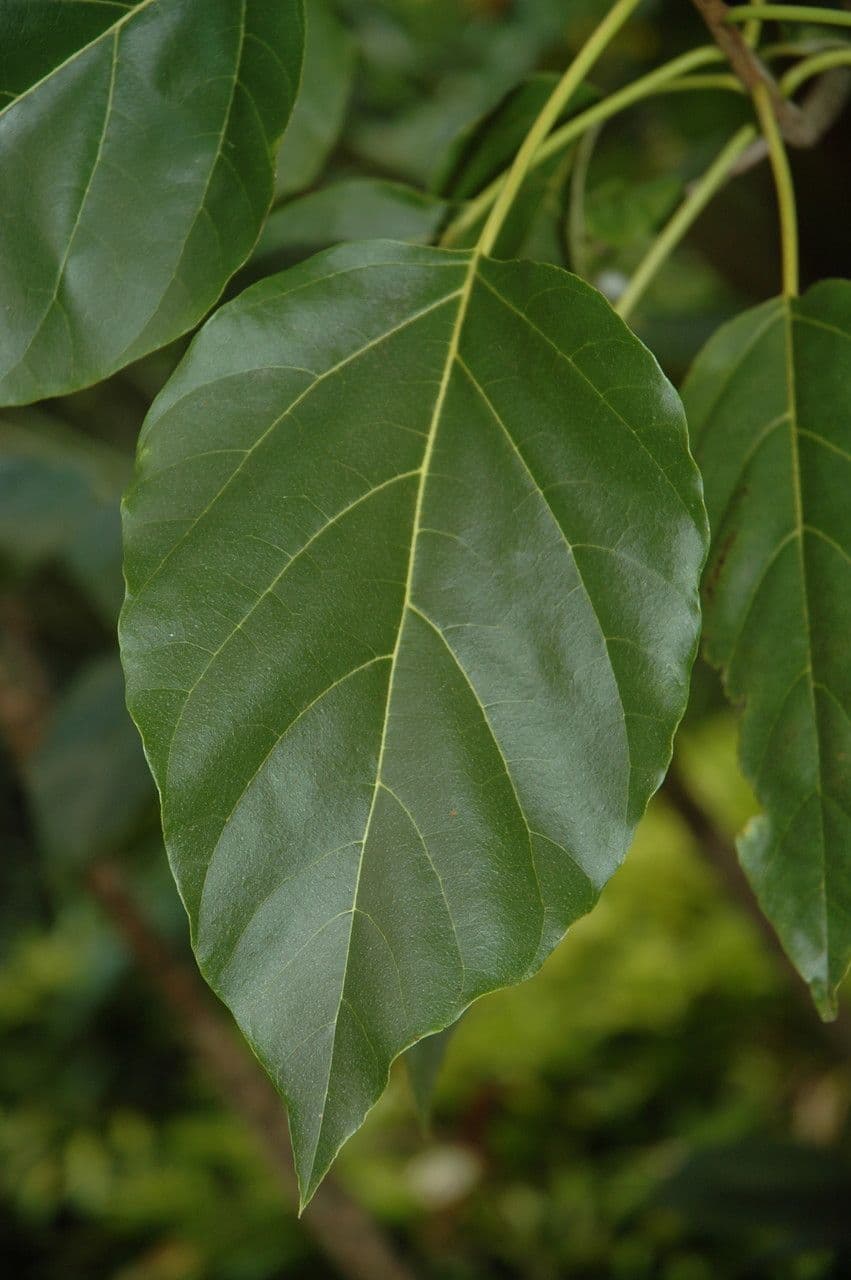 Cordia subcordata 17