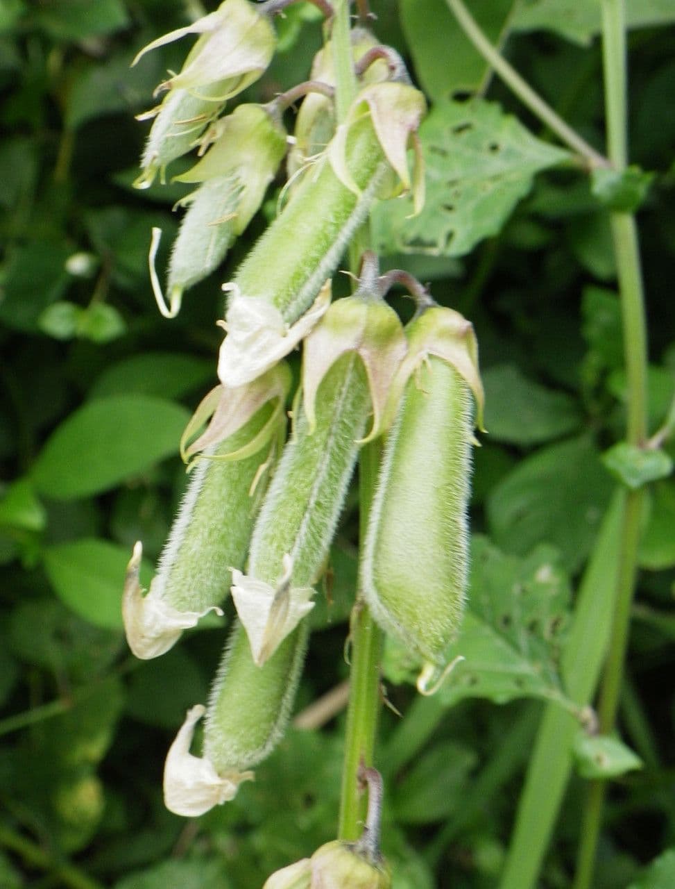 Crotalaria verrucosa 4