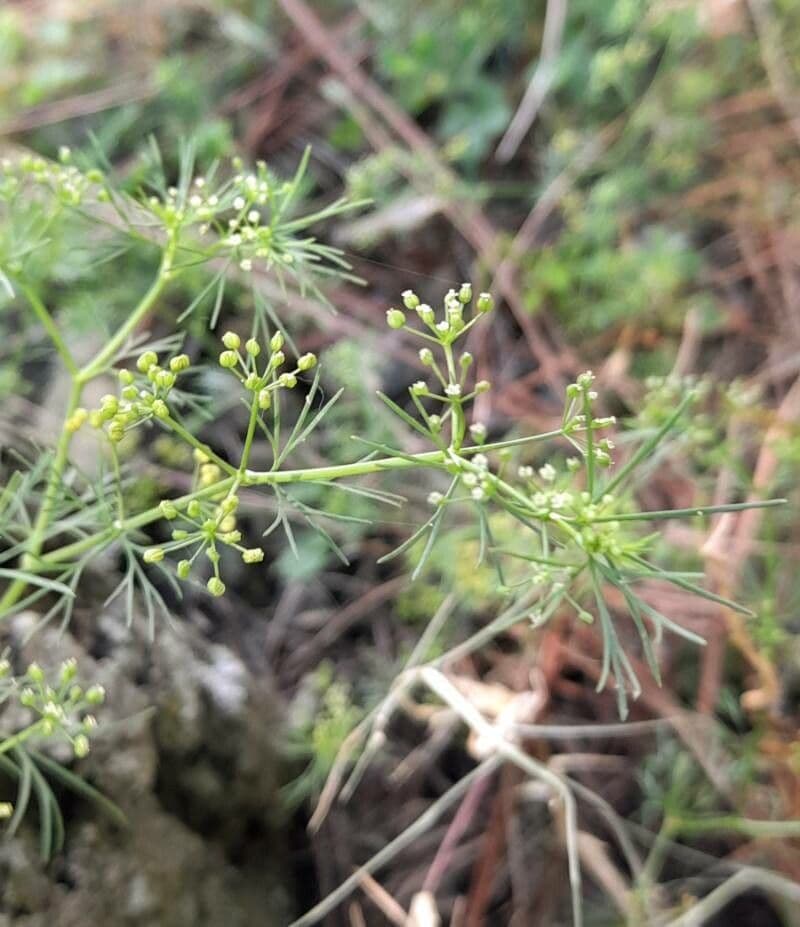 Ciclosperma 2