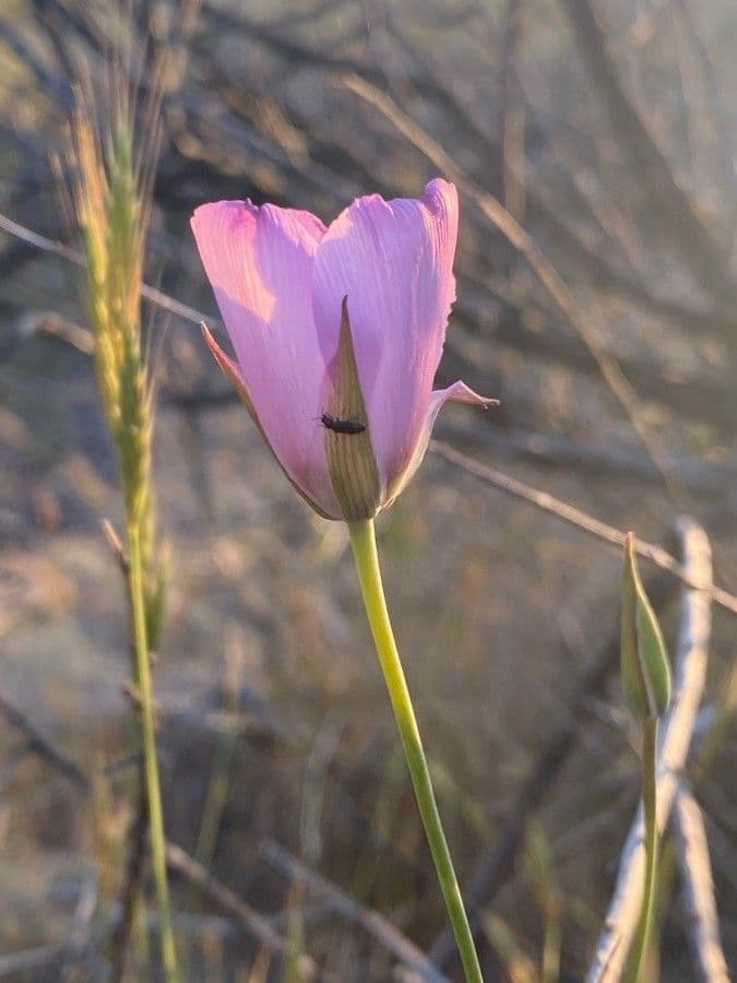 Calochortus splendens