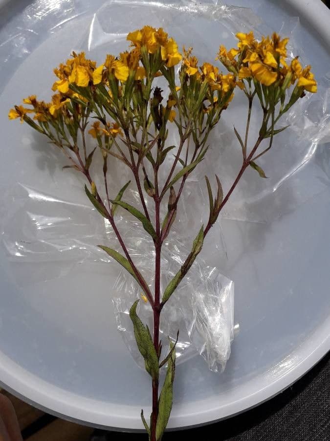 Tagetes 8