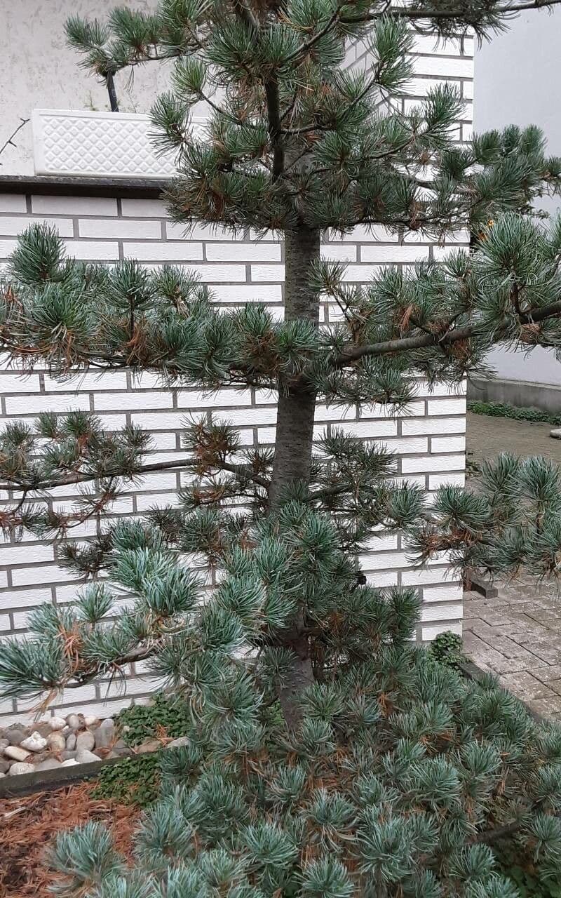 Pino parviflora 24