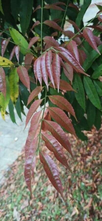Amesiodendron 3