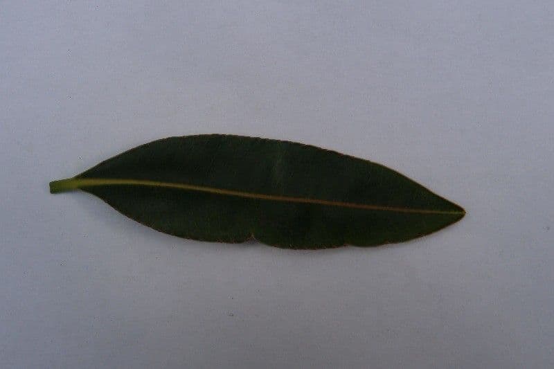 Stillingia 28