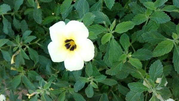 Turnera subulata 4