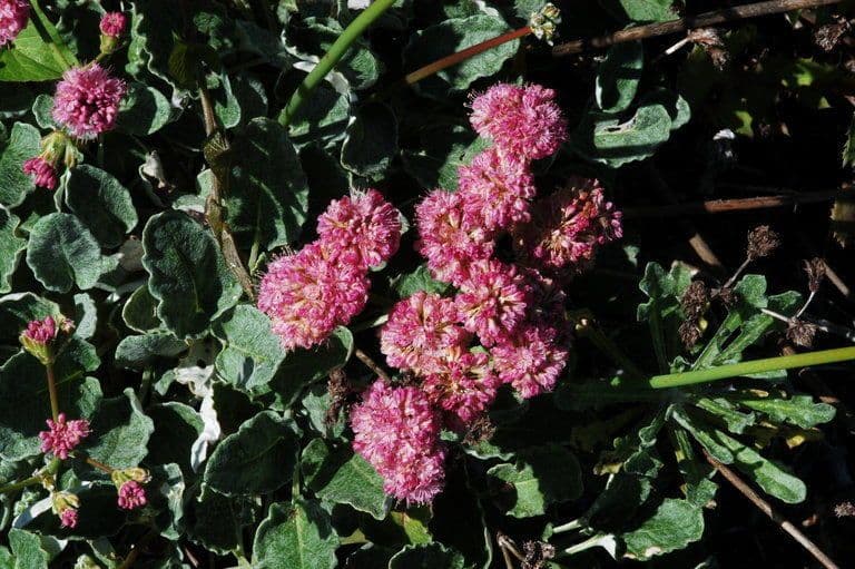 Große Buckel-Knöterich 7
