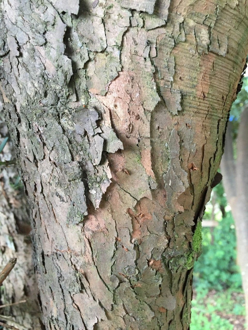 Podocarpus 12