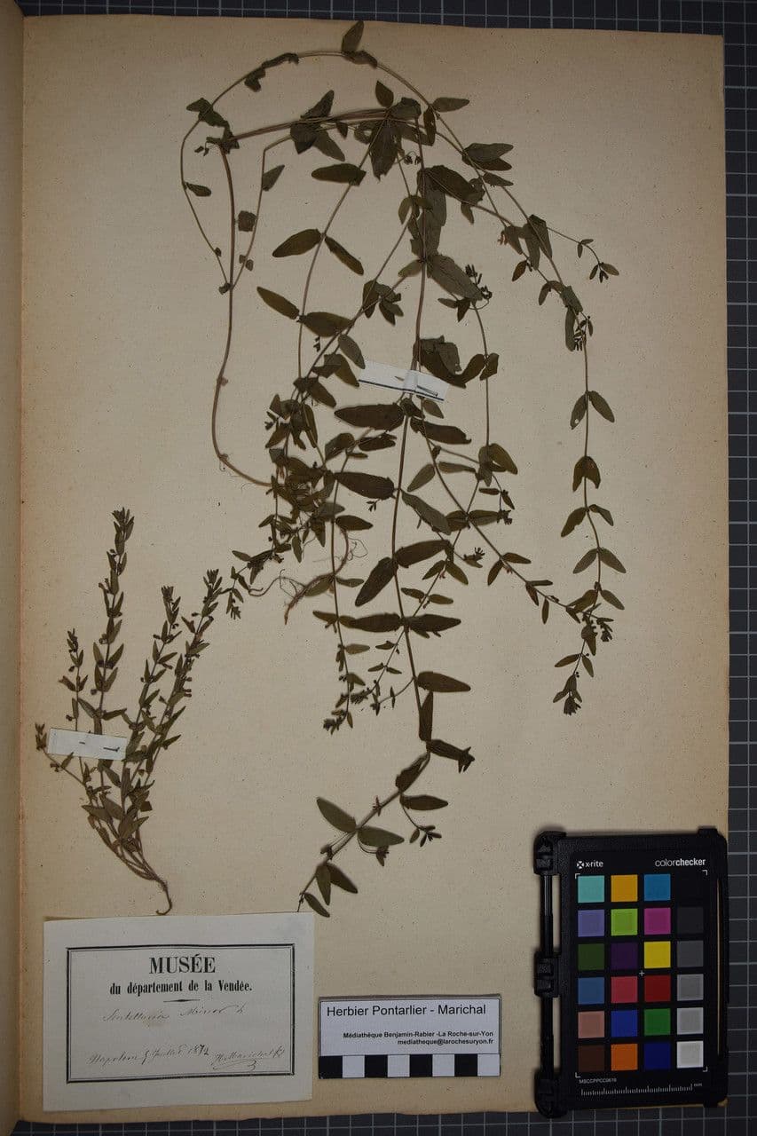 Scutellaria minore 20