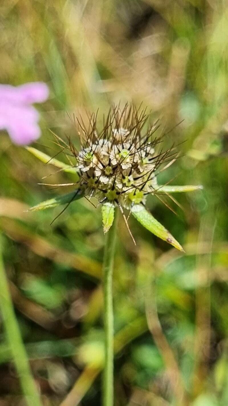 Vedovina lucida 4