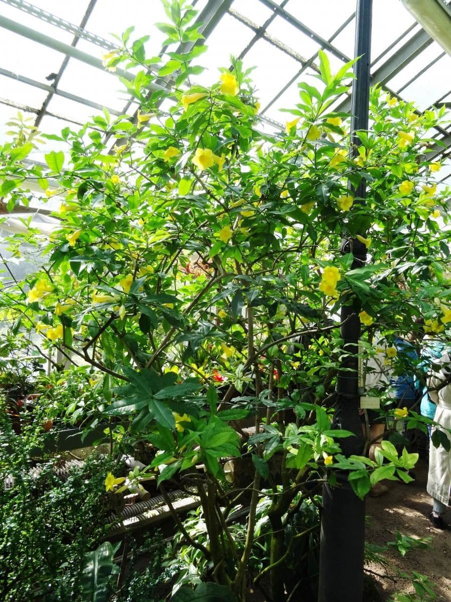 Busch-Allamanda 9