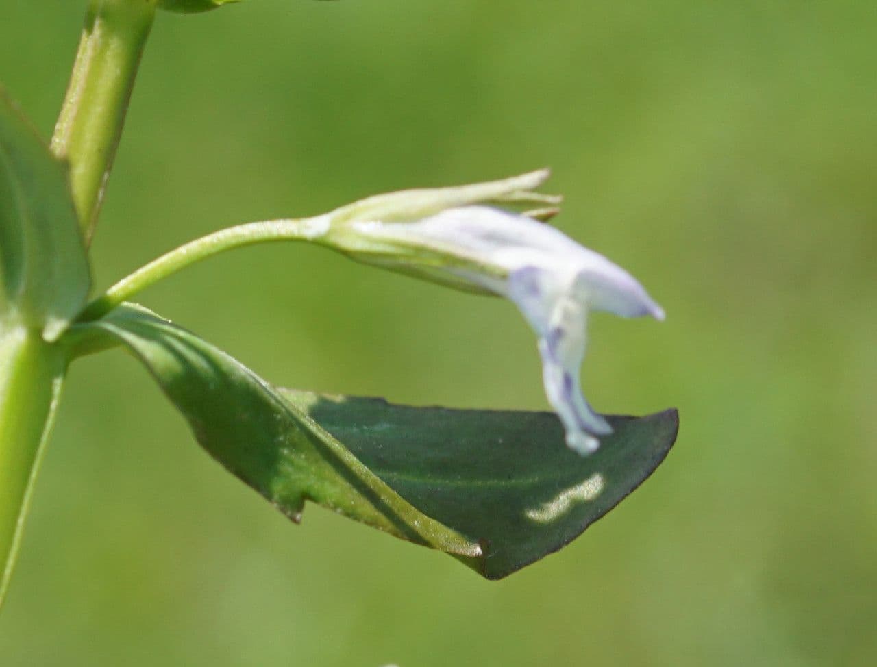 Lindernia 5