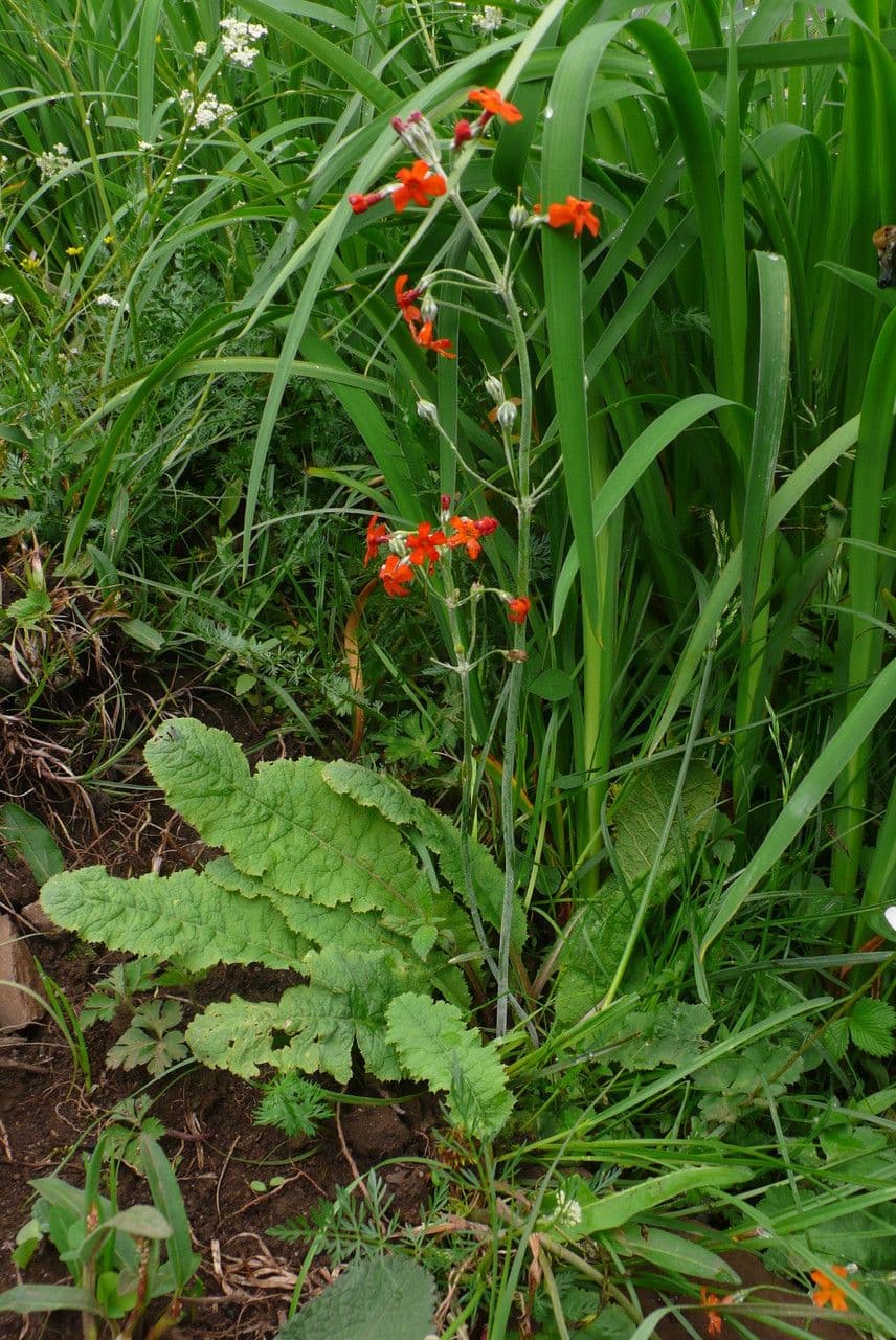 Primula
