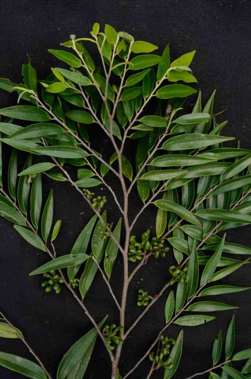 Xylopia brazylijska 6