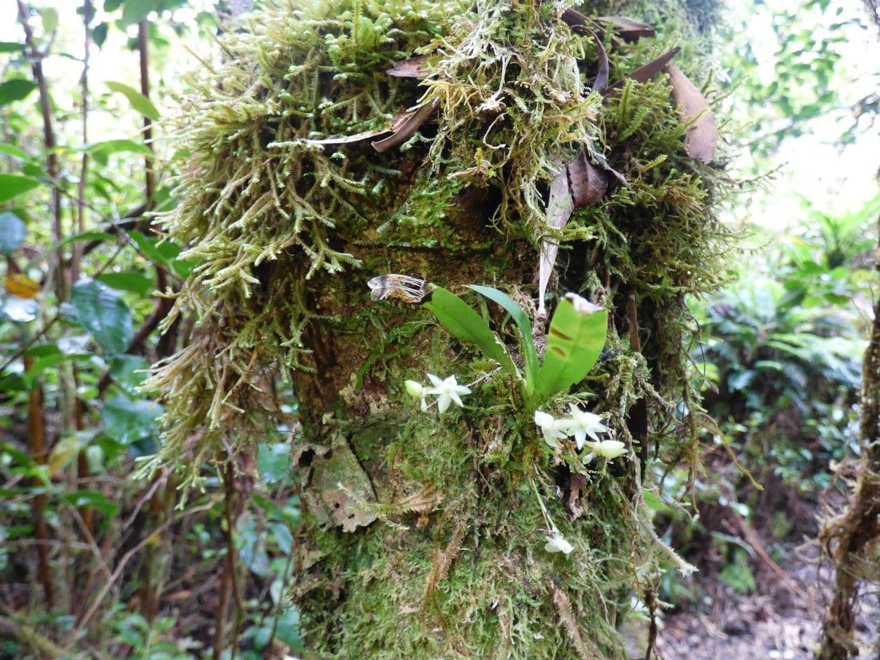 Angraecum 8