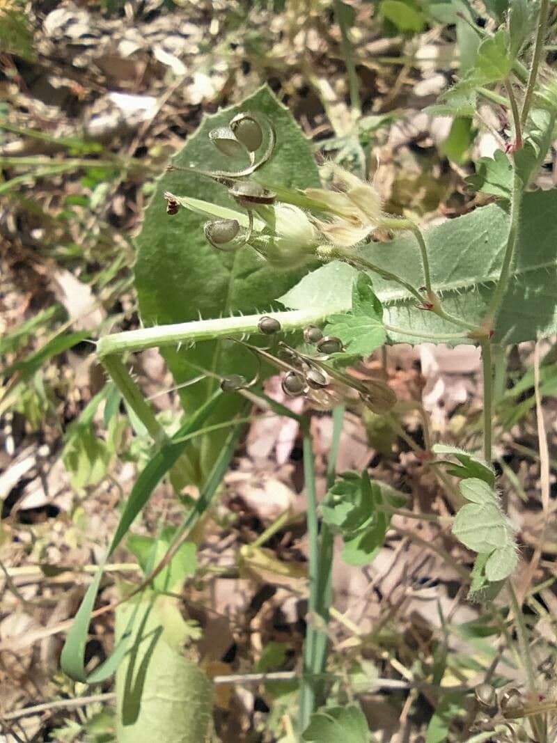 Geranium sibiricum 5