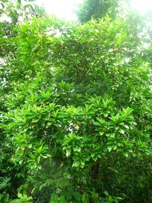 Conostegia luquillo 11