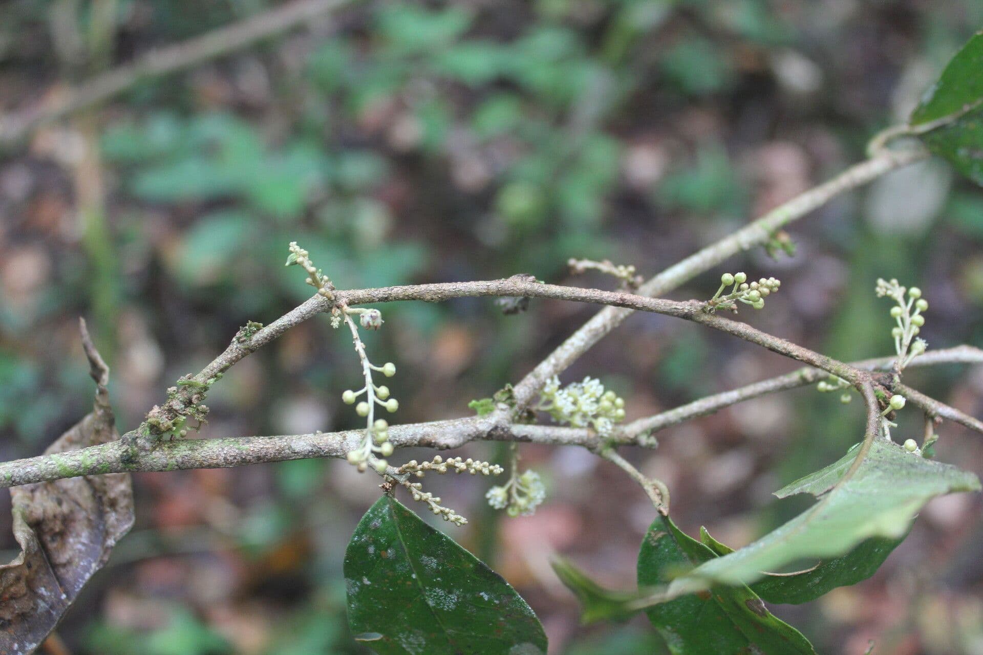 Croton 20