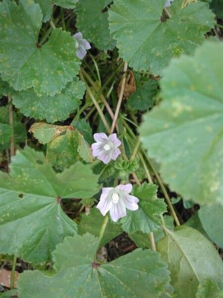Malva minore 6