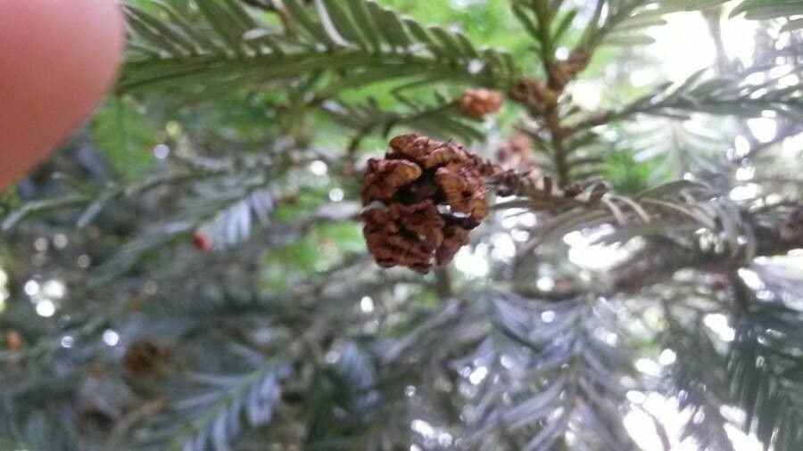Sequoia sempreverde 2
