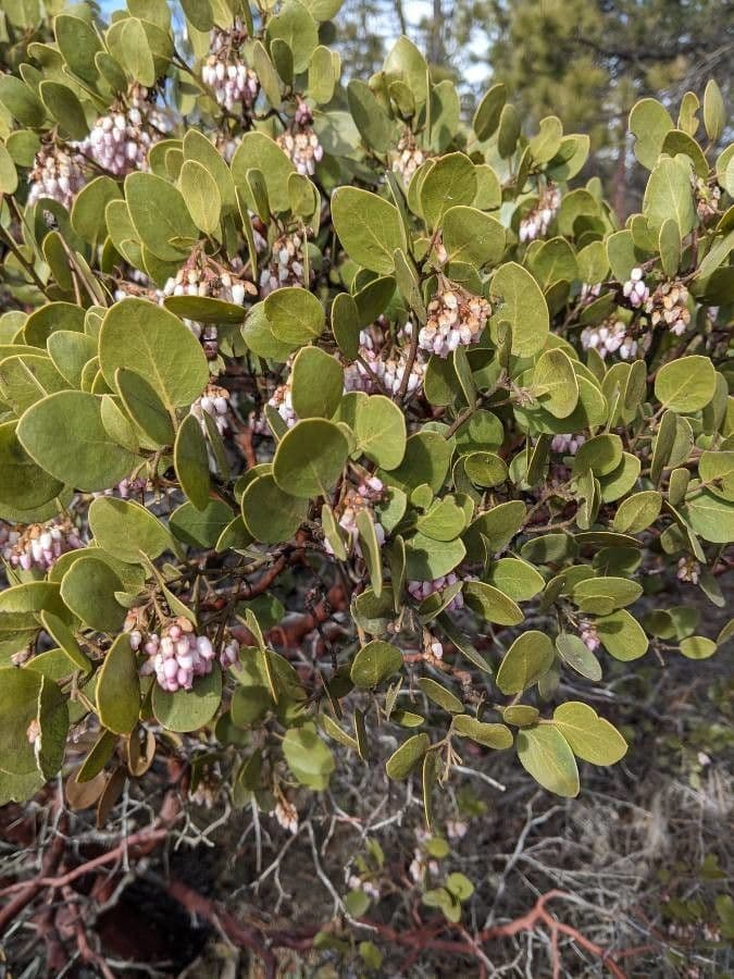 Arbutus patula 20