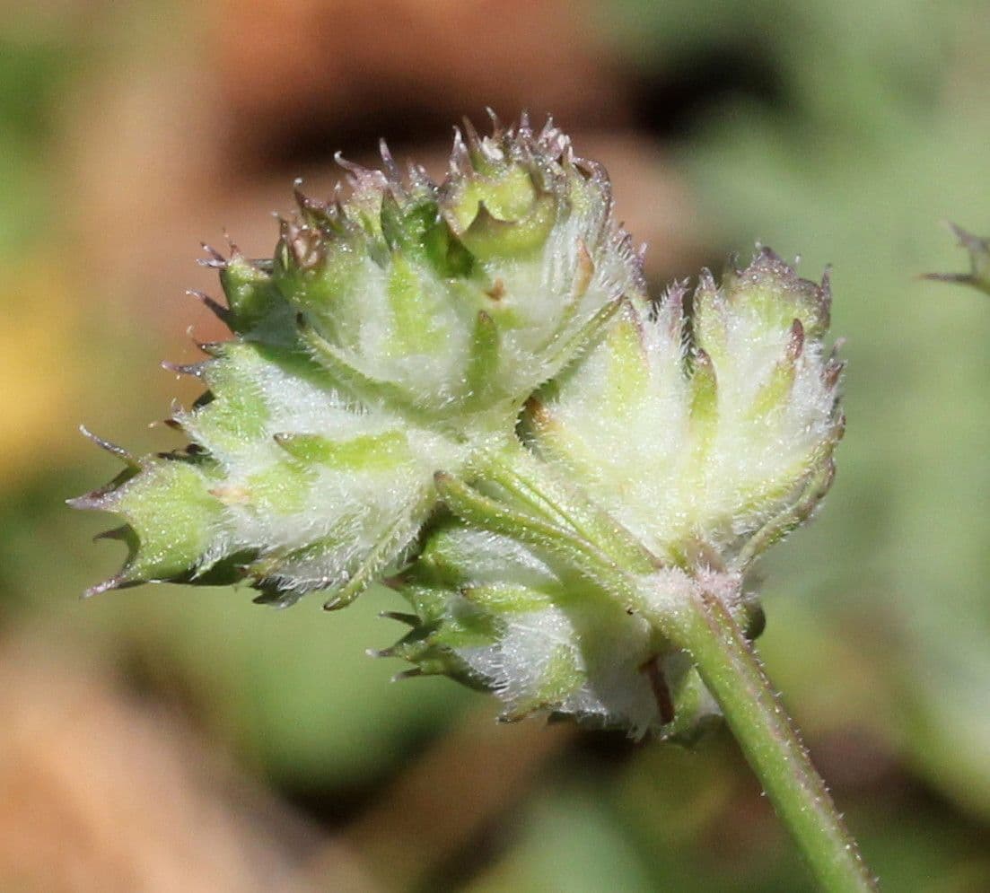 Valerianella coronata