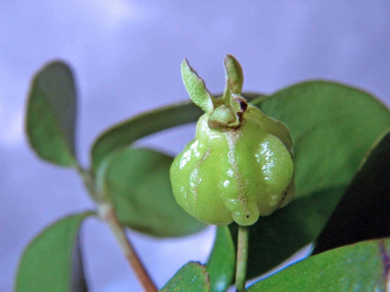 Eugenia biflora 3