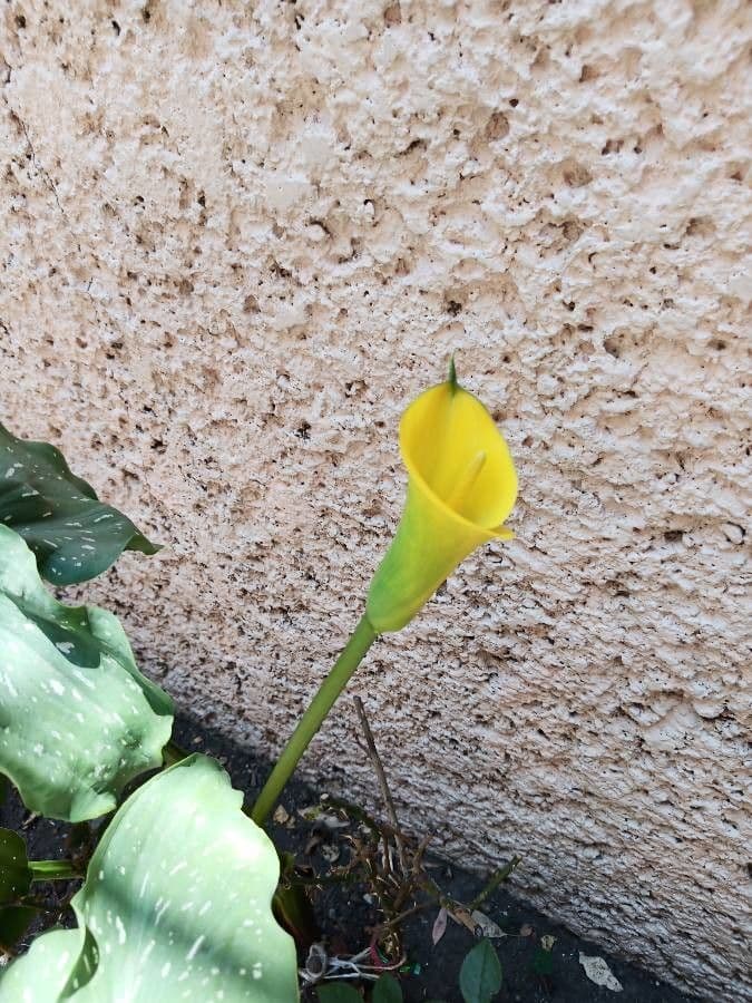 Calla di Elliott 3