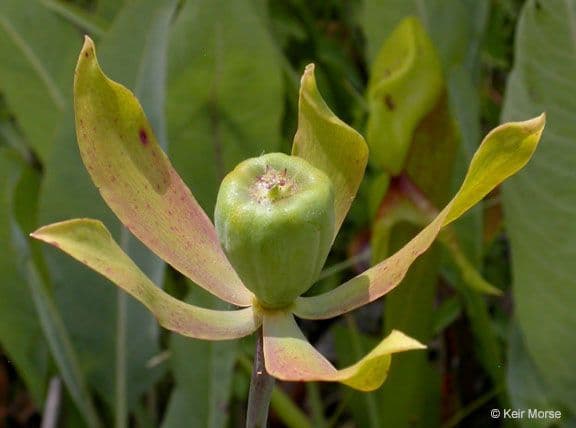 Darlingtonia californica