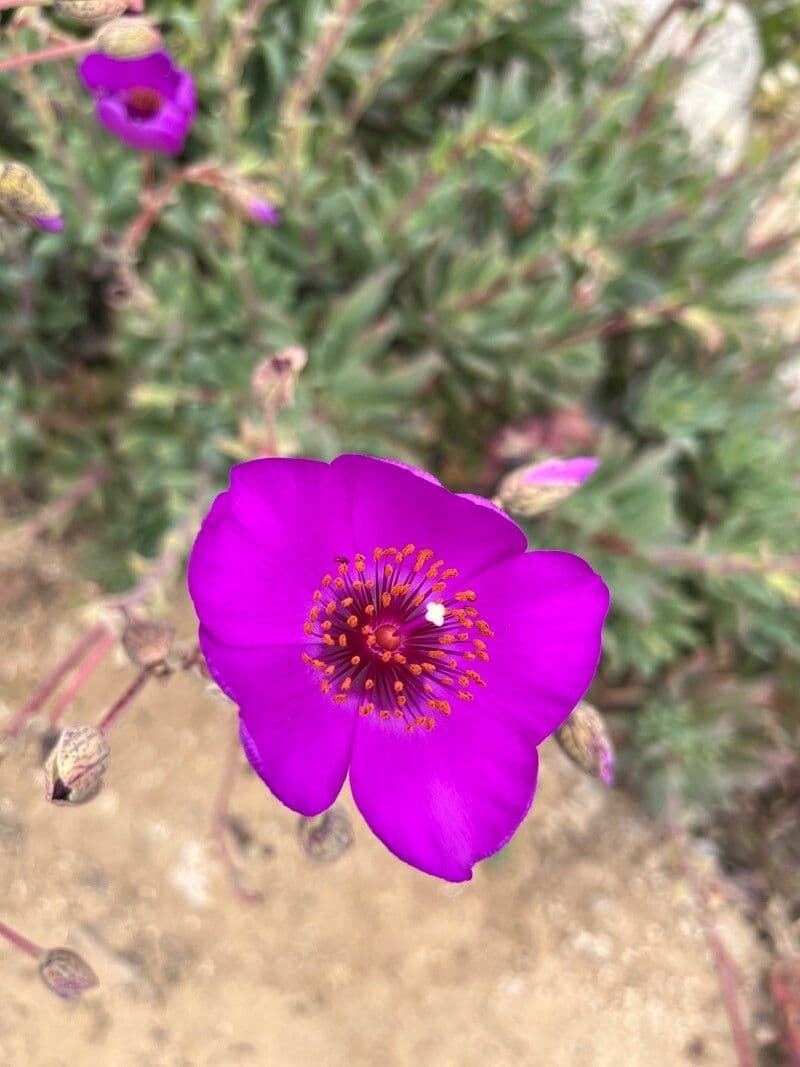 Cistanthe grandiflora 9