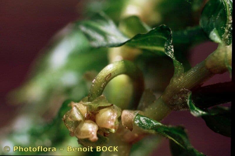 Groenlandia densa