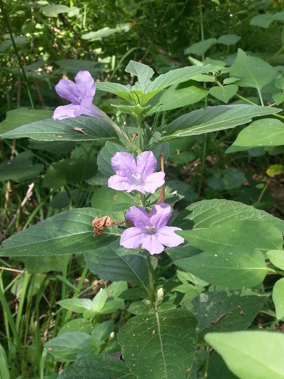 Ruellia occidentalis 2