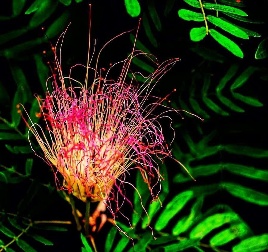 Calliandra 6