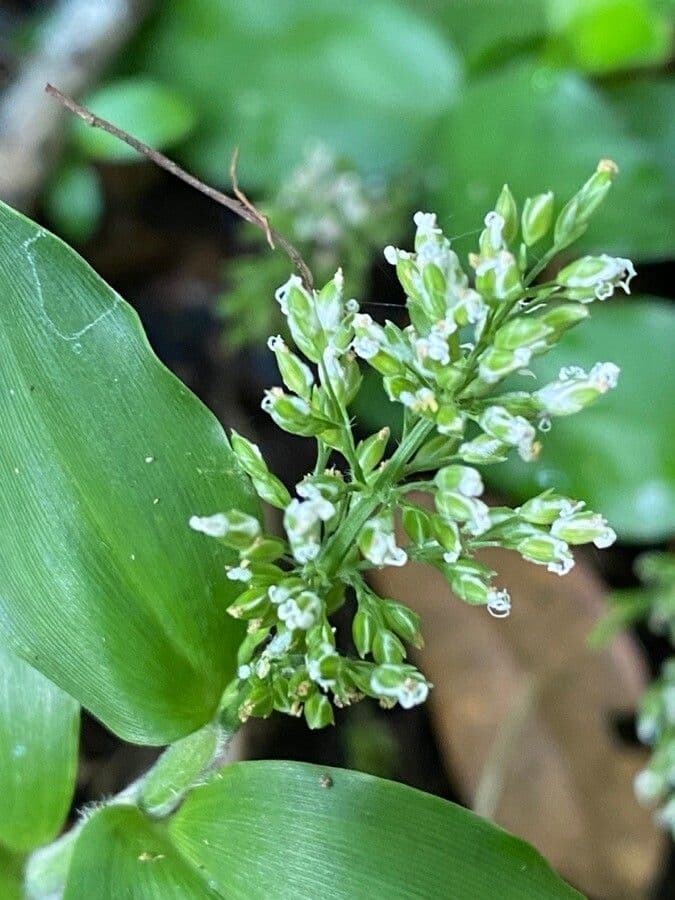 Ichnanthus pallens 6