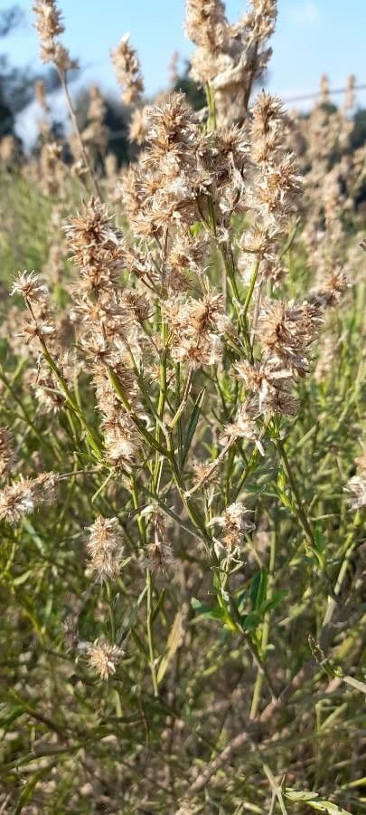 Baccharis