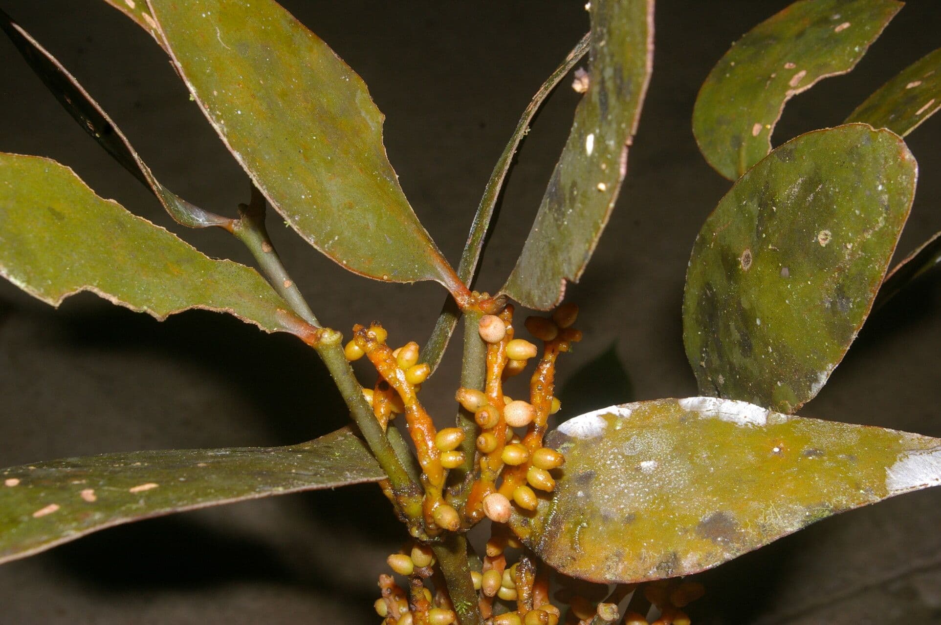 Phoradendron 2