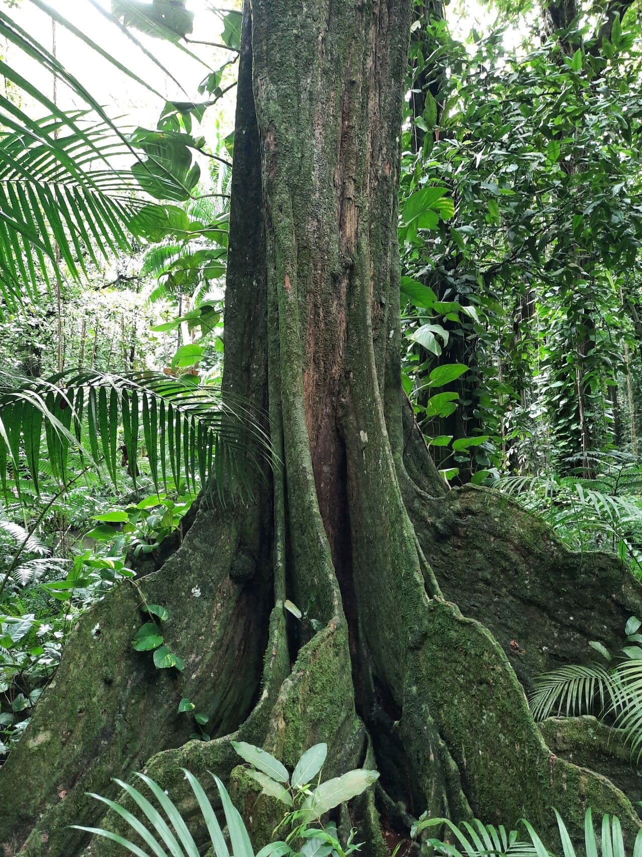 Inocarpus 15
