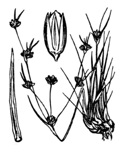 Jonc bulbeux 22