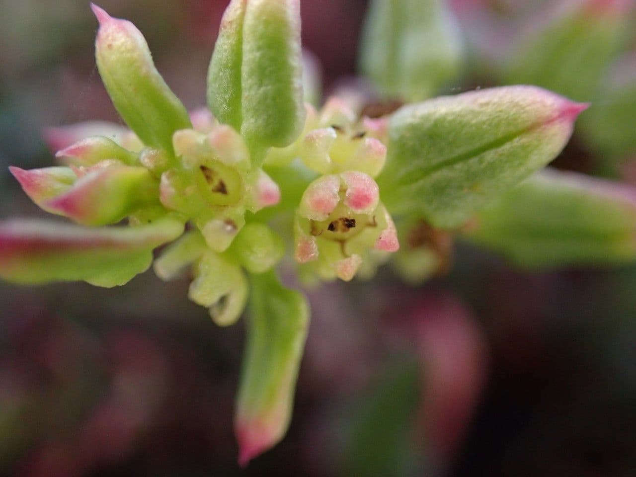 Patellifolia 3