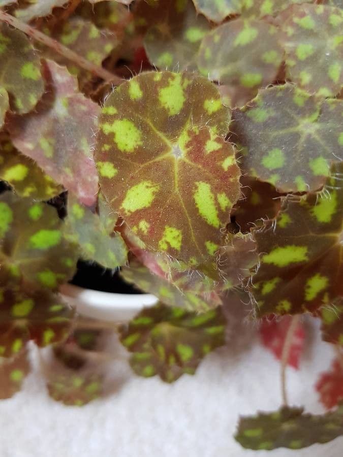 Begonia 13