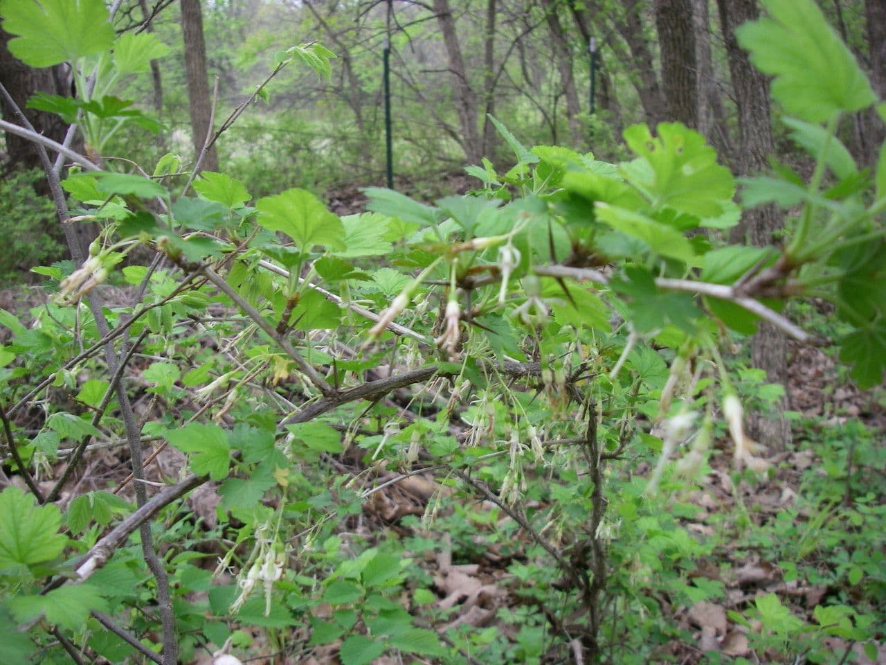 Missouri-Stachelbeere 12
