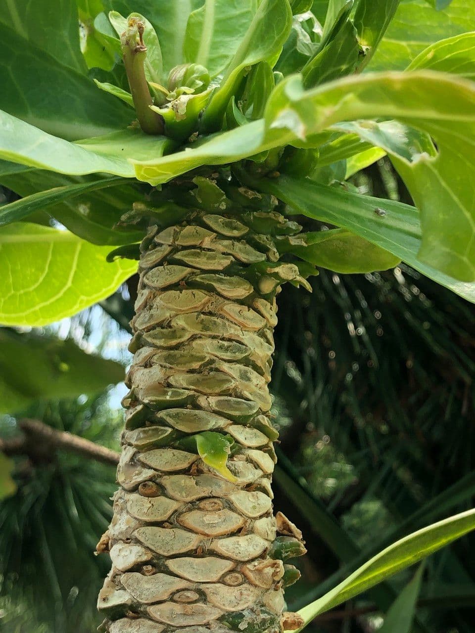 ʻŌlulu
