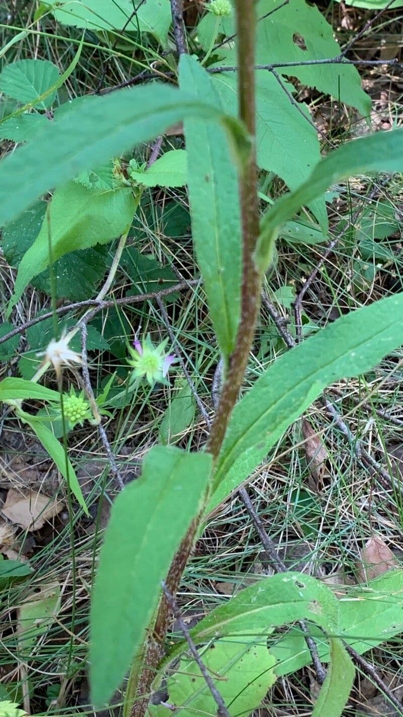 Campanula cervicaria 14