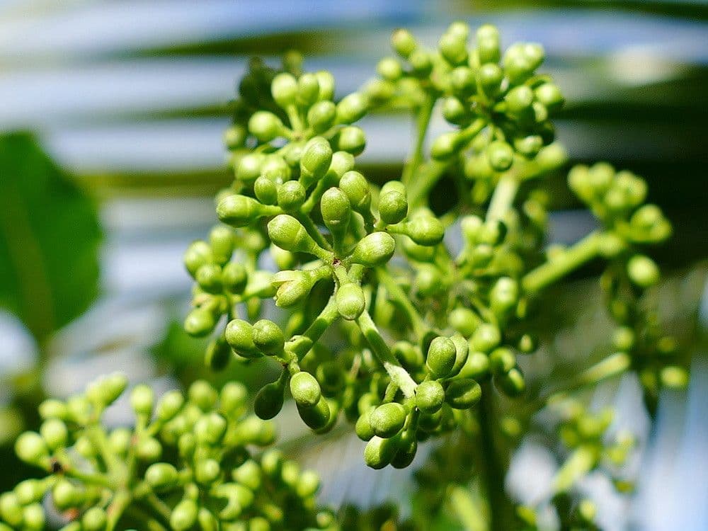 Polyscias 4